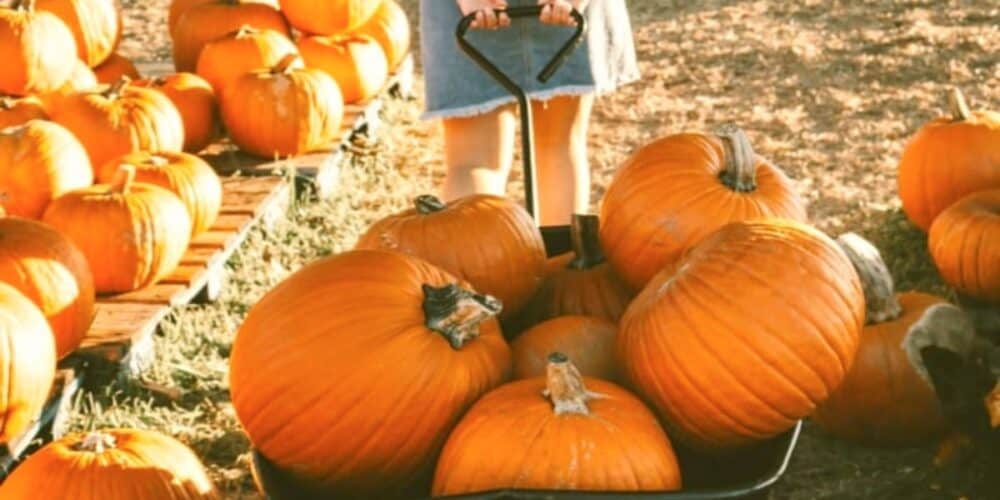 Is pumpkin a fruit kids doing pumpkin activities in pumpkin patch