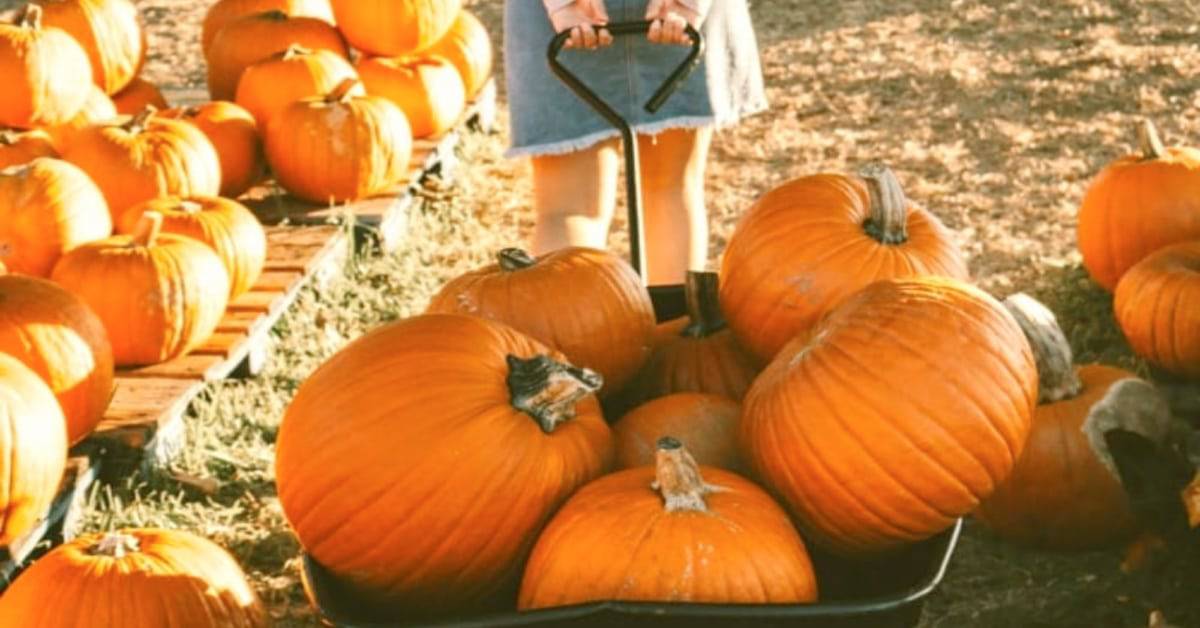 Is pumpkin a fruit kids doing pumpkin activities in pumpkin patch