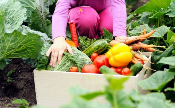 how to plant a victory garden kids hands working in a garden with box of vegetables next to her