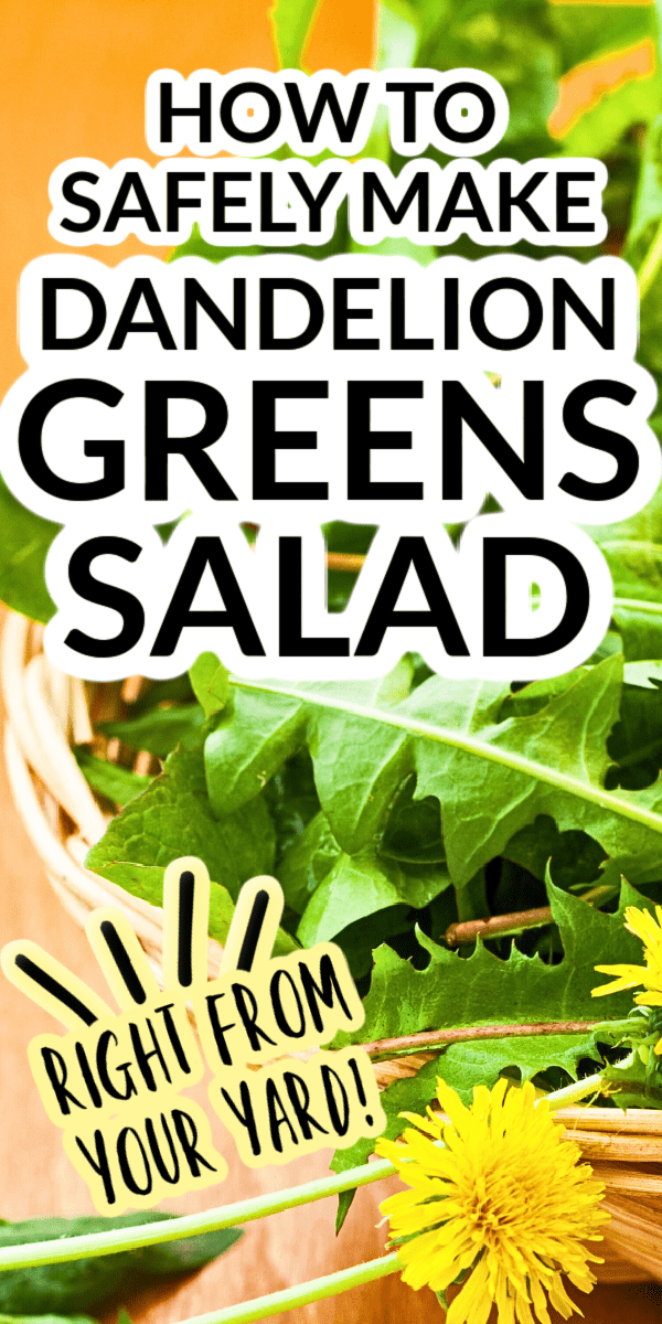 HOW TO MAKE DANDELION GREEN SALAD text over dandelion salad greens and yellow dandelion flowers in a basket