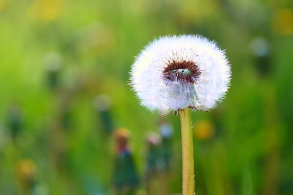 white dandelion puffball in a field