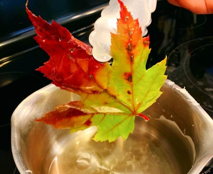 How To Make Wax Leaves