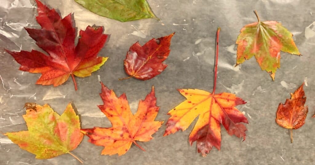 How To Make Wax Leaves (Preserving Autumn Leaves with Waxing)