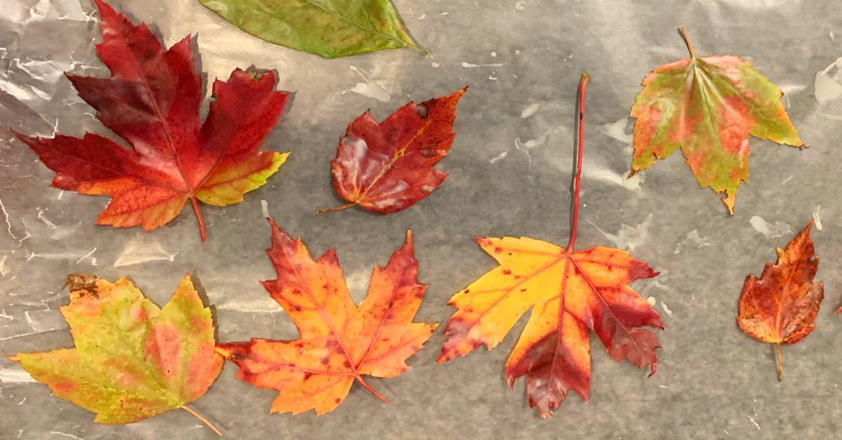 Can You Laminate Leaves To Preserve Them at Jesse James blog