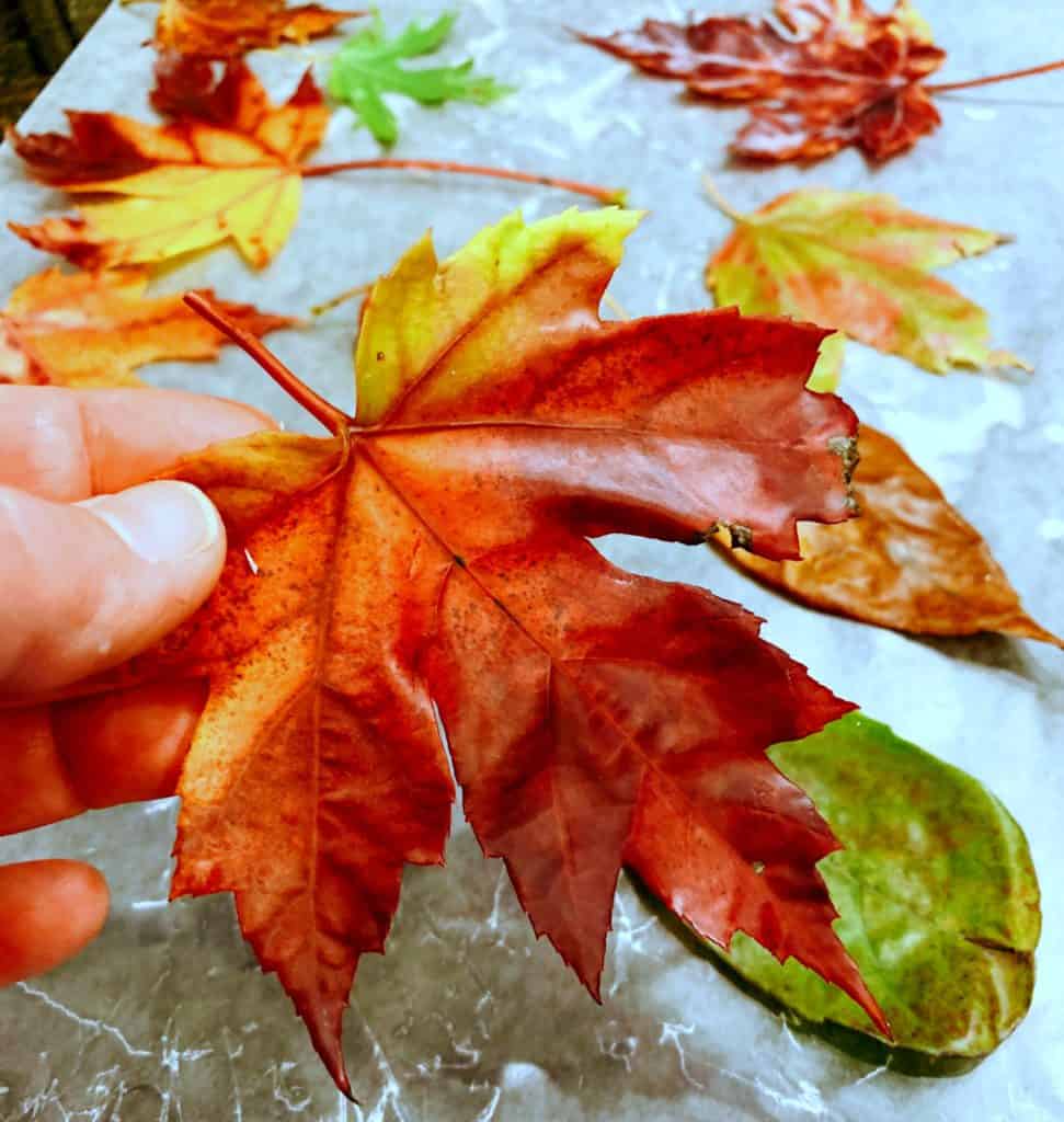 waxing autumn leaves (preserving fall leaves) - image of colored waxed leaves on waxed paper