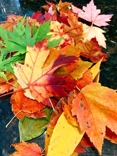 waxing leaves for preservation with beeswax