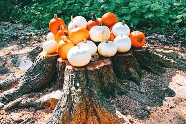 Ideas for Pumpkin Recipes and Pumpkin Activities for Kids white pumpkins and orange pumpkins sitting on a tree stump outdoors
