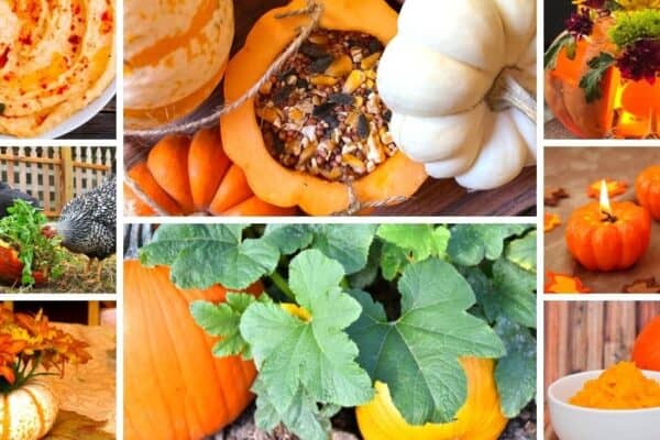 What To Do With Your Leftover Halloween Pumpkins