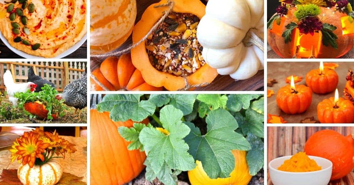 what-to-do-with-your-leftover-halloween-pumpkins-16-creative-ways-to