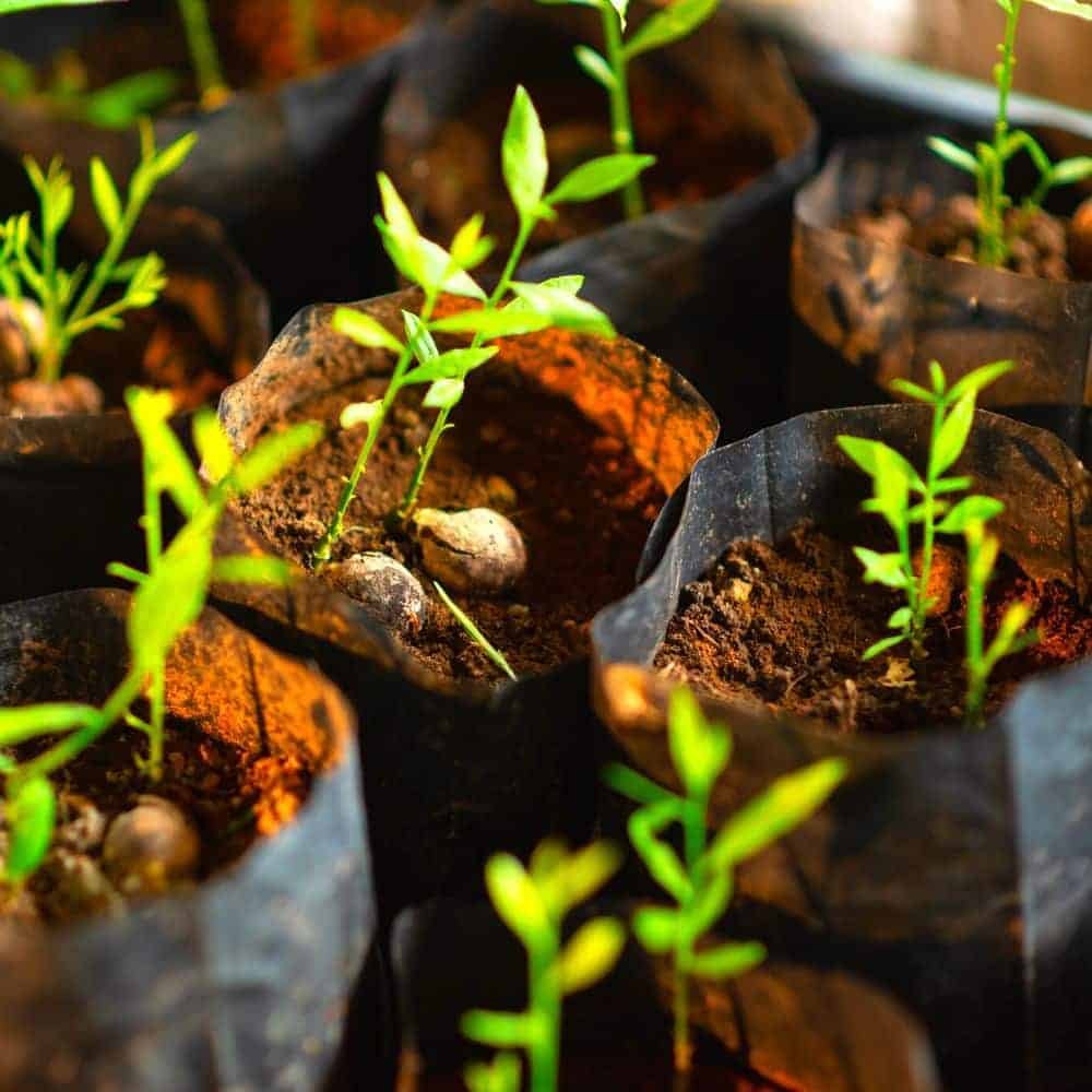 100 days ideas for preschool - plant 100 seeds with kids