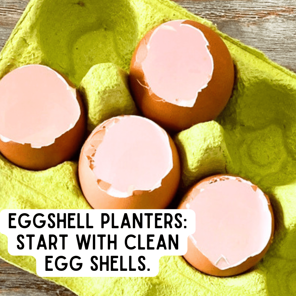 Egg Shell Planter Craft Step By Step 1 Earth Day Crafts For Kids - Mini Egg Garden Activity cracked eggshells (empty egg shell) in egg carton