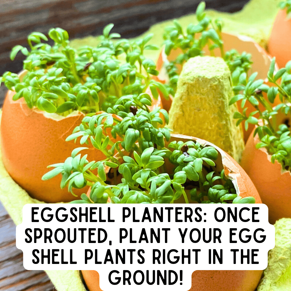 Egg Shell Planter Craft Step By Step 4 Earth Day Activities Kindergarten and up TEXT OVER PLANTS GROWING IN EGG SHELLS