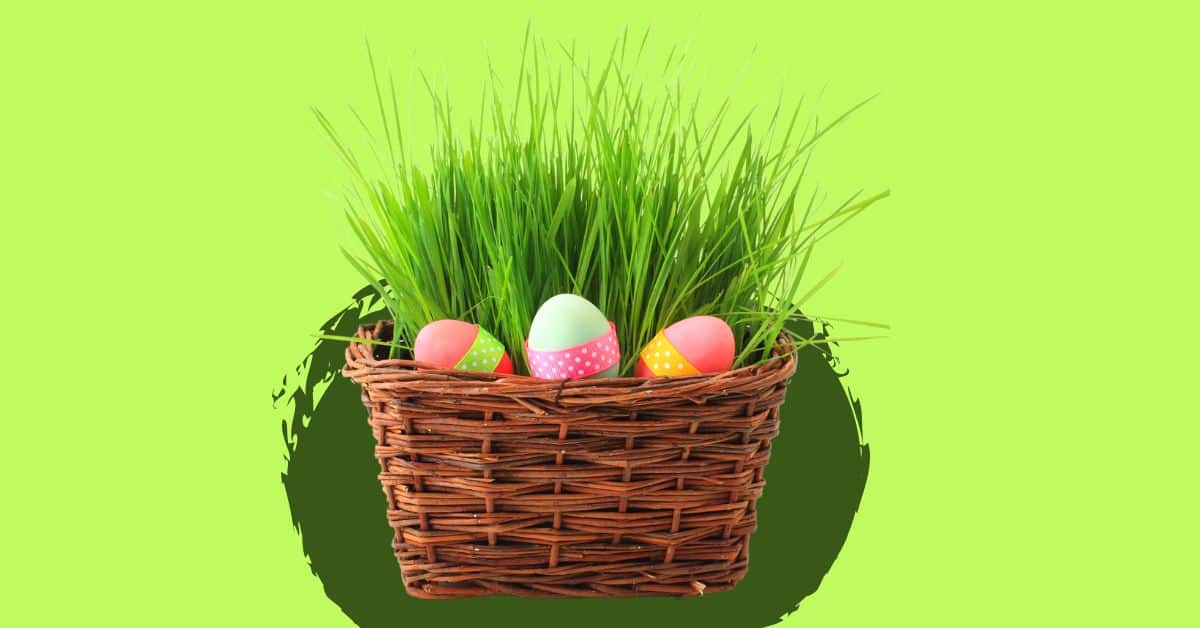 How To Grow Easter Basket Grass For Live Easter Baskets REAL EASTER GRASS IN A BASKET WITH PLASTIC EASTER EGGS ON A GREEN BACKGROUND