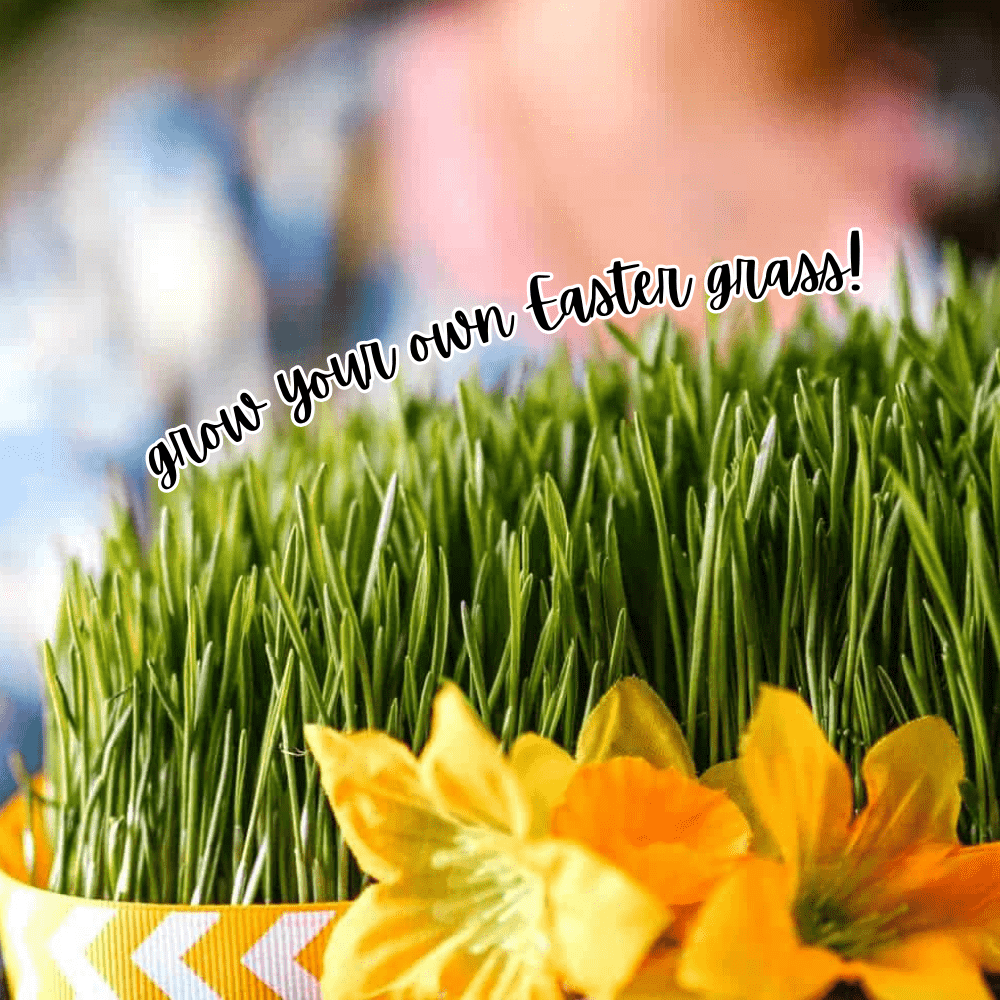 How To Grow Easter Grass For Easter Baskets wheat grass growing in a basket decorated with Easter ribbon and yellow easter flowers on front