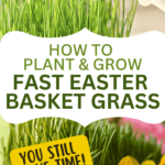 How To Plant Easter Grass EASTER BASKET GRASS MISTED WITH WATER BOTTLE WITH TEXT THEN EASTER BASKET WITH REAL GRASS AT THE BOTTOM