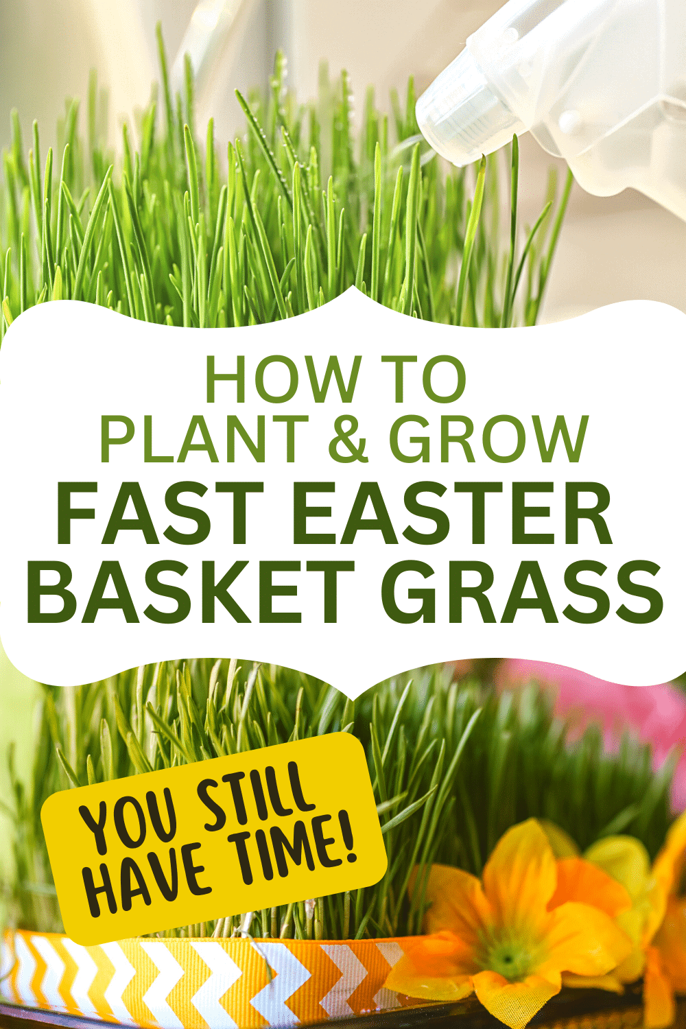 How To Plant Easter Grass EASTER BASKET GRASS MISTED WITH WATER BOTTLE WITH TEXT THEN EASTER BASKET WITH REAL GRASS AT THE BOTTOM