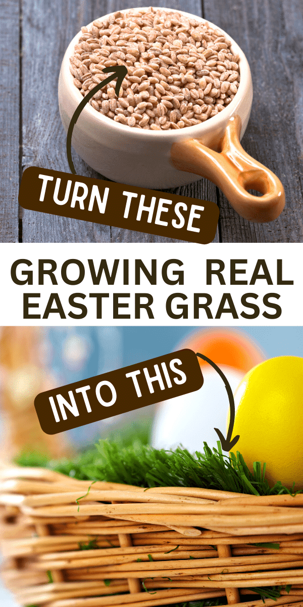 How to Grow Your Own Easter Basket Grass Using Wheatberries (Easter grass eggs basket DIY) cup of wheat berry seeds text and a real grass easter basket