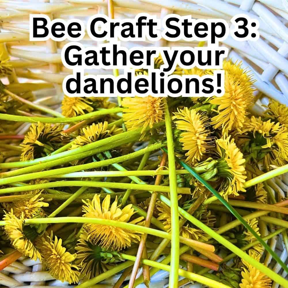 Bee Craft Step 3 Gather your dandelions on a nature walk bunch of dandelions in a white basket