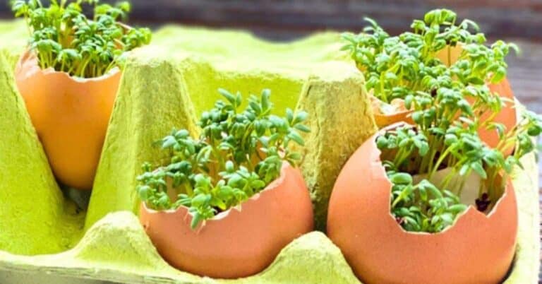 Easy Pollinator Craft For Studying Pollination for Kids