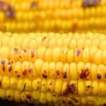 Simple Corn On The Cob On The Grill Recipe