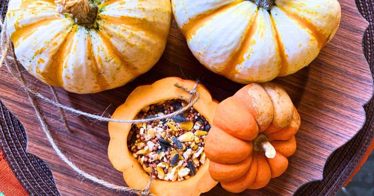 Easy Pumpkin Bird Feeder Craft (DIY Pumpkin Shell Bird Feeder) birdfeeders from pumpkin on a table with other mini pumpkins