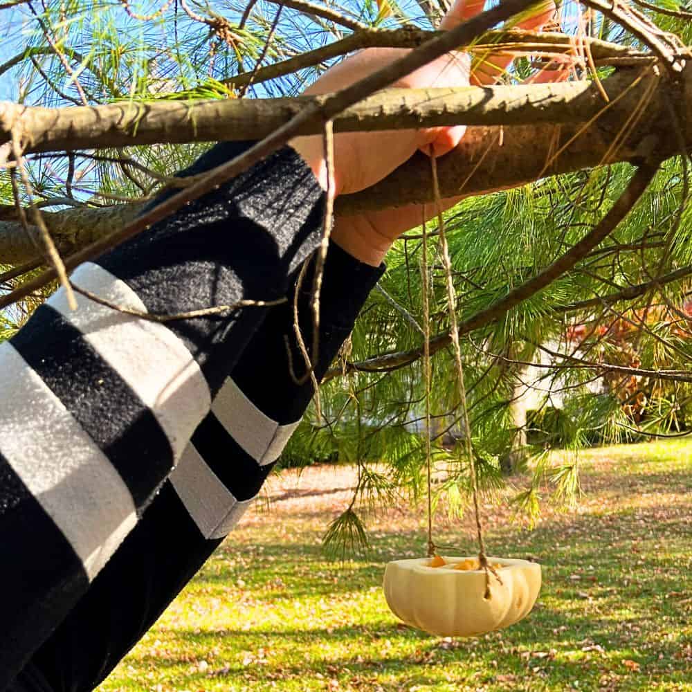 Homemade Pumpkin Birdfeeder Craft hanging a bird food pumpkin from a tree