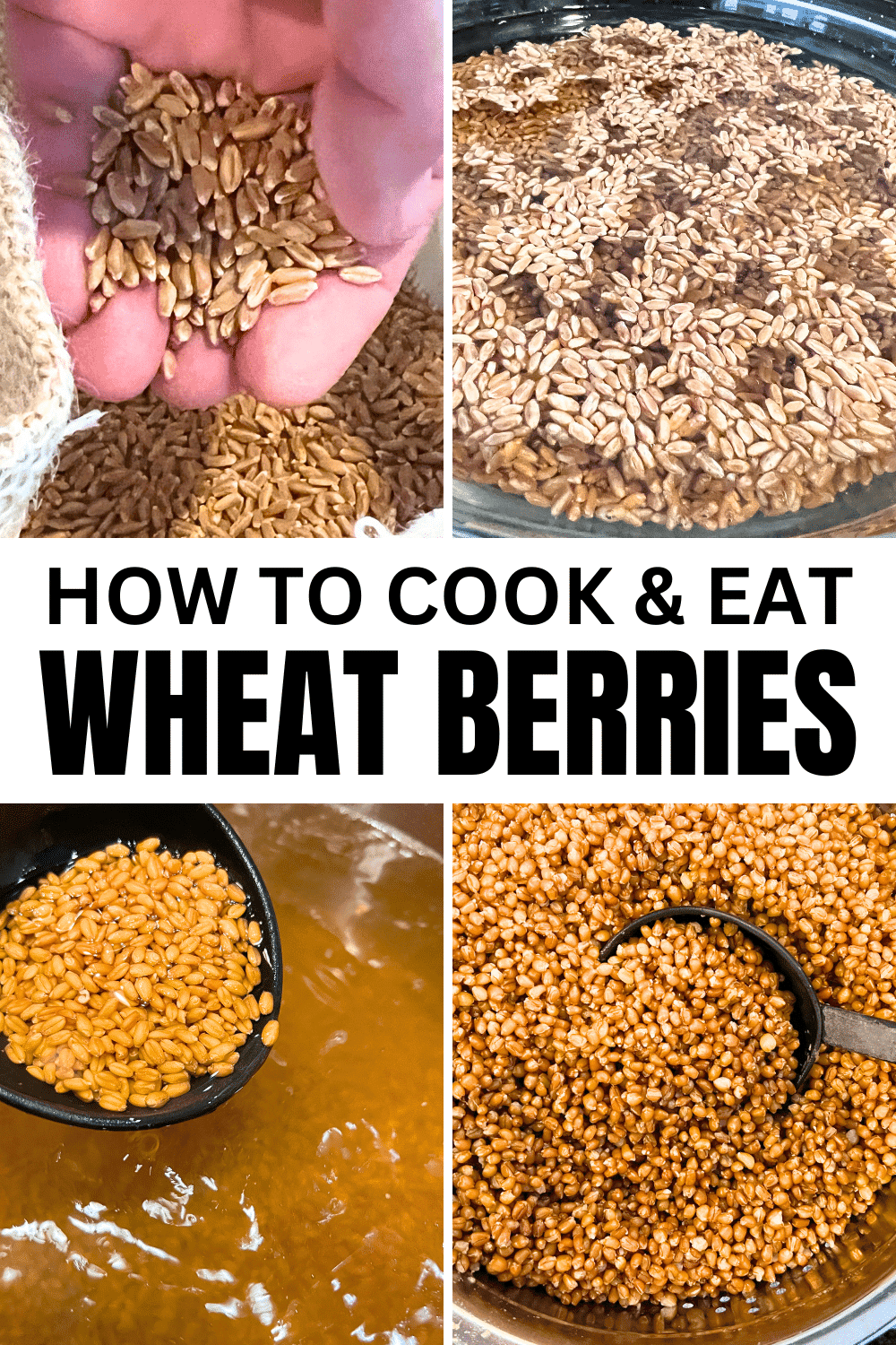 How To Cook Wheat Berries (And What To Do With Wheat Berry Recipes) - how to cook wheat berries step by step with text over the wheat berry pictures