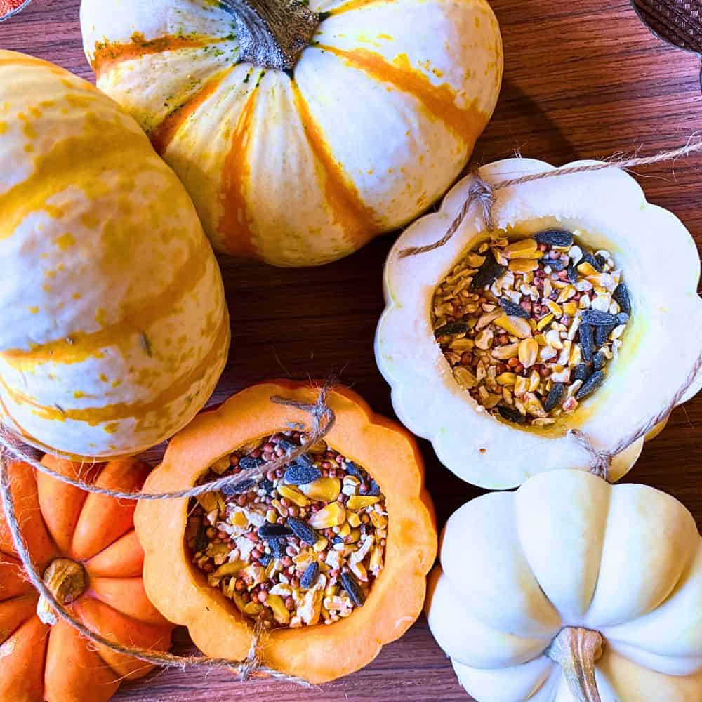 Making a Pumpkin Bird Feeder (how to make a bird feeder with household items) - diy pumpkin feeders filled with bird food on a table wtih mini white and orange pumpkins around them