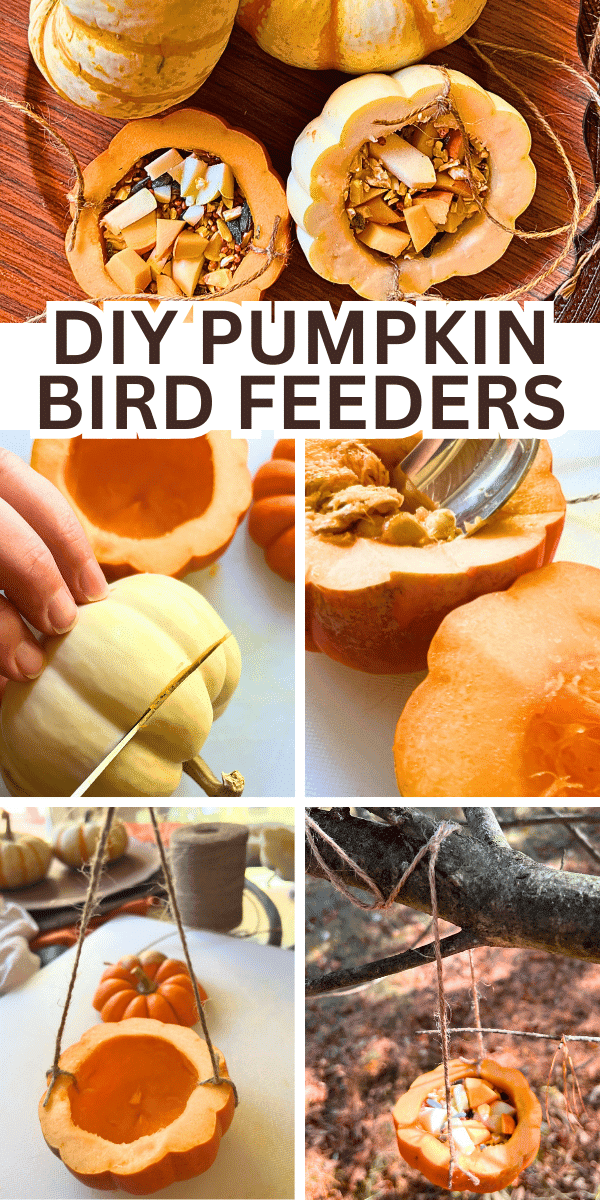 Step-by-step instructions for pumpkin bird feeders pictures