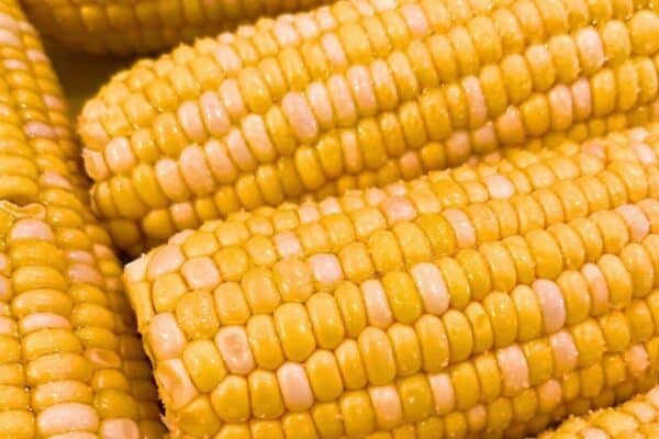 Best Summer Corn Recipes - summer corn on cob on a plate