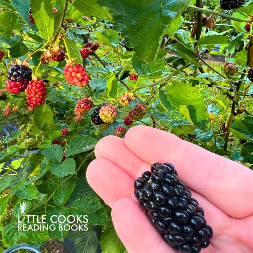 Fresh Blackberries For Baking Recipes - picture of fresh blackberry in a hand in front of a blackberry bush