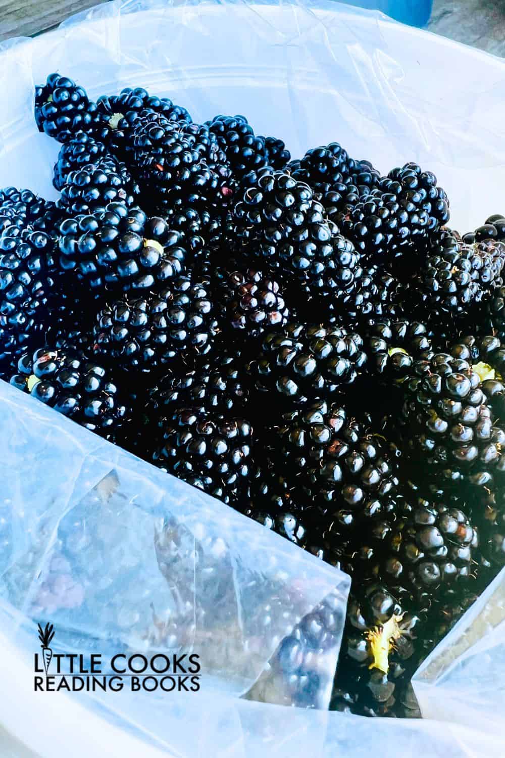 Fresh Blackberries For Dessert Recipes in a white bucket after fresh picking