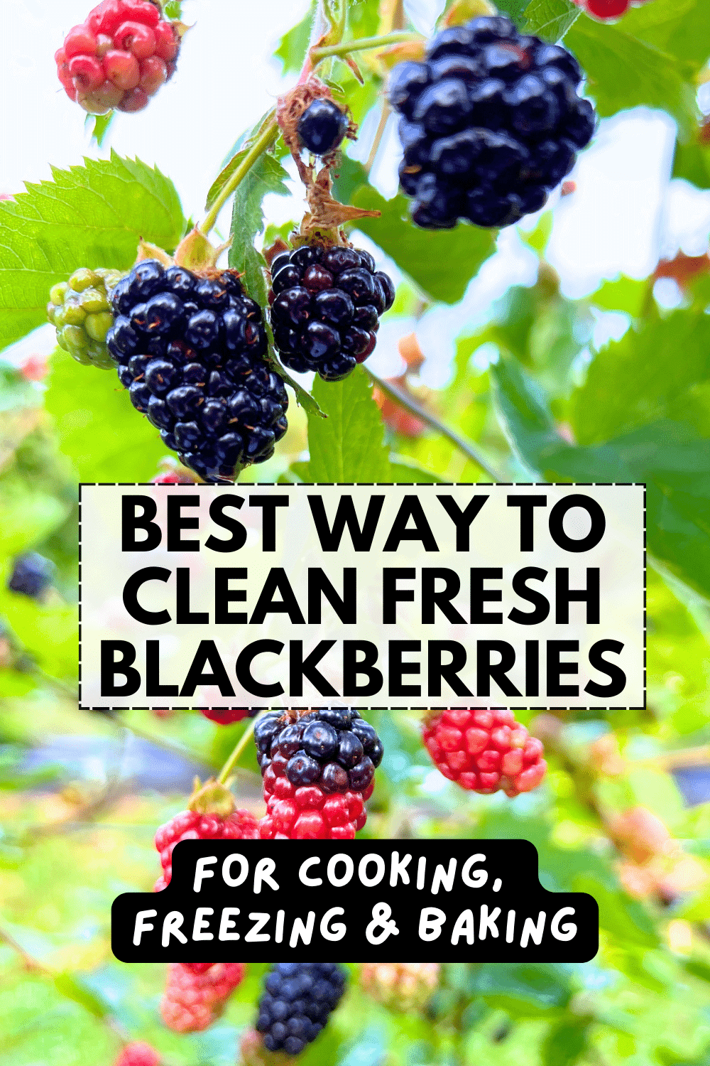 How To Clean Fresh Blackberries For Baking And Freezing - Text over fresh blackberry bush with ripe and unripe blackberries on bush